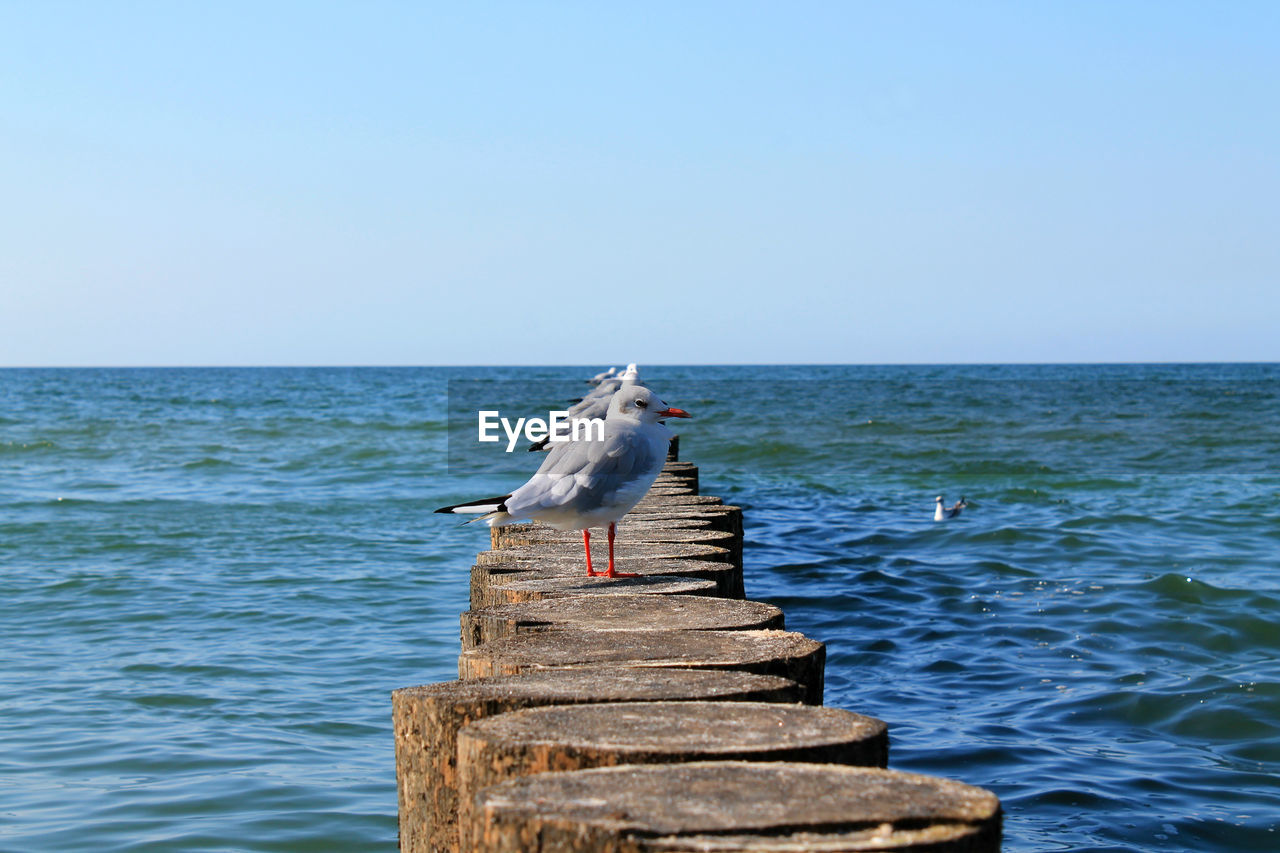 SEAGULL PERCHING ON WOODEN POST IN SEA
