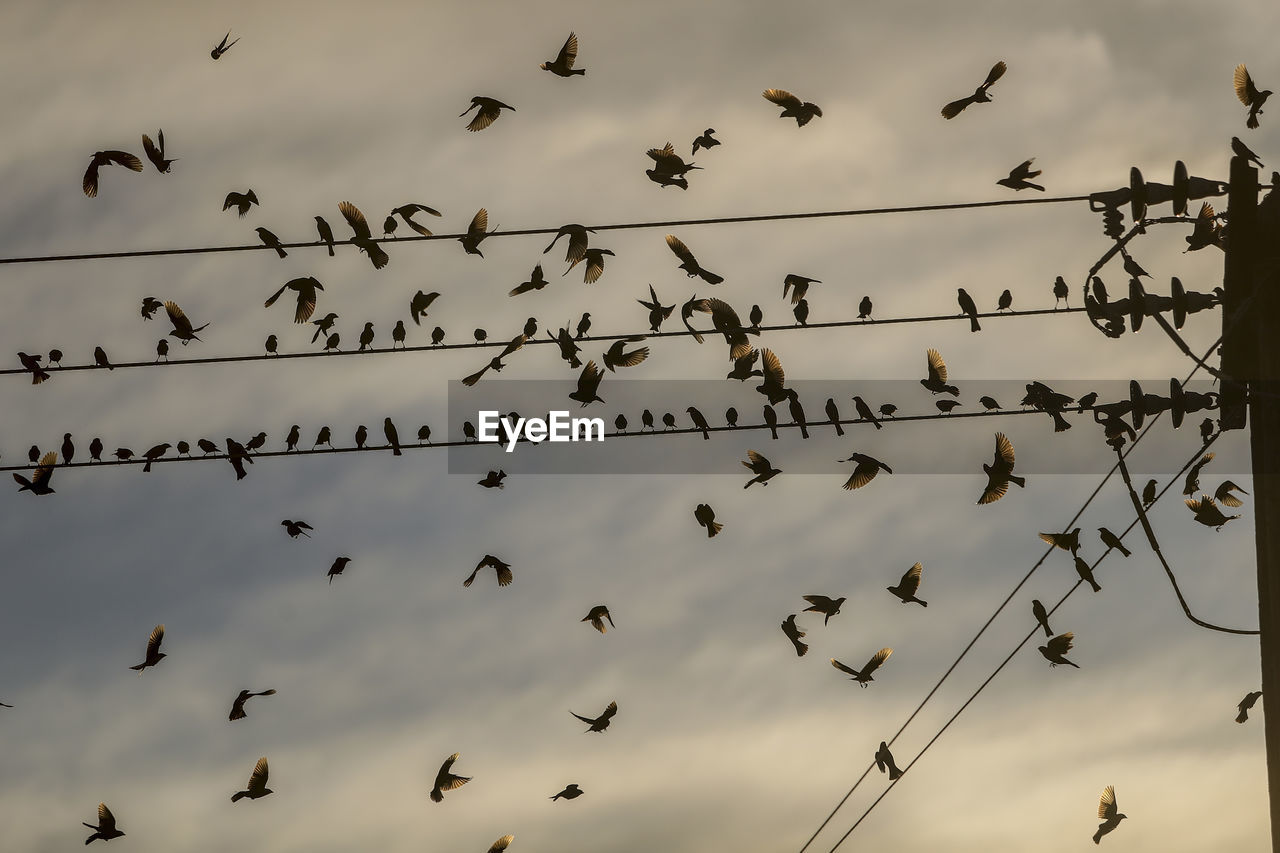 Low angle view of birds flying in sky