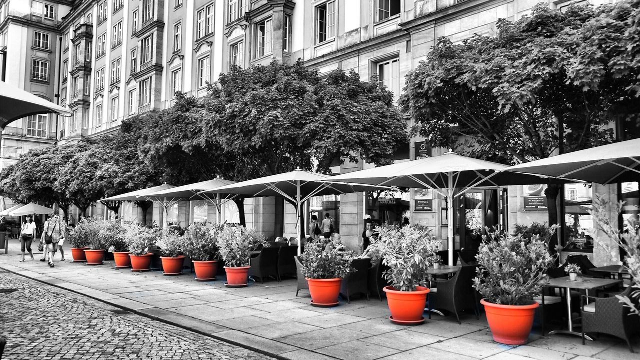 Potted plants in row by building