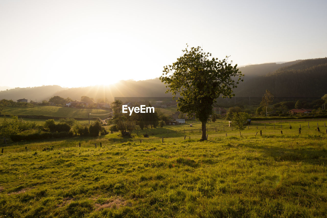 Trees on field against sky