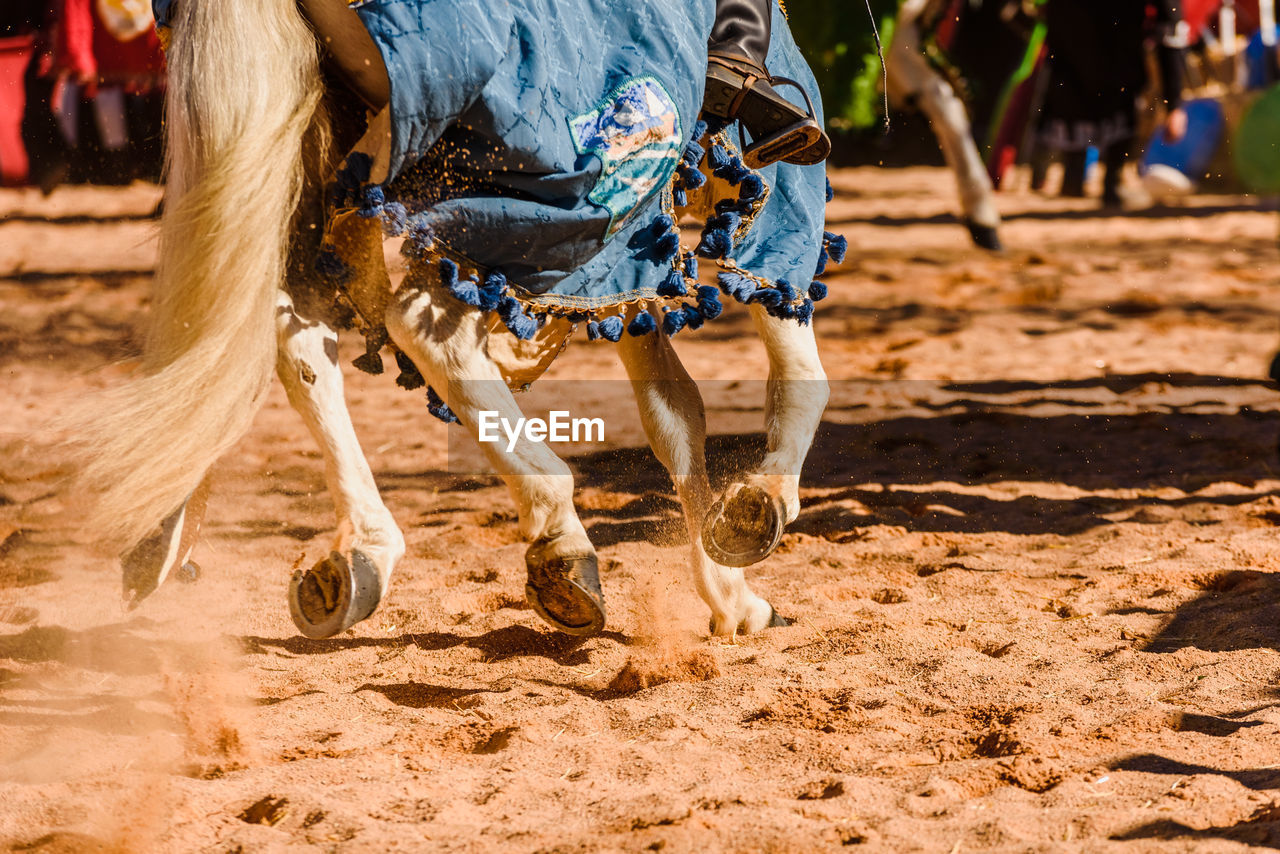 LOW SECTION OF HORSE IN THE GROUND