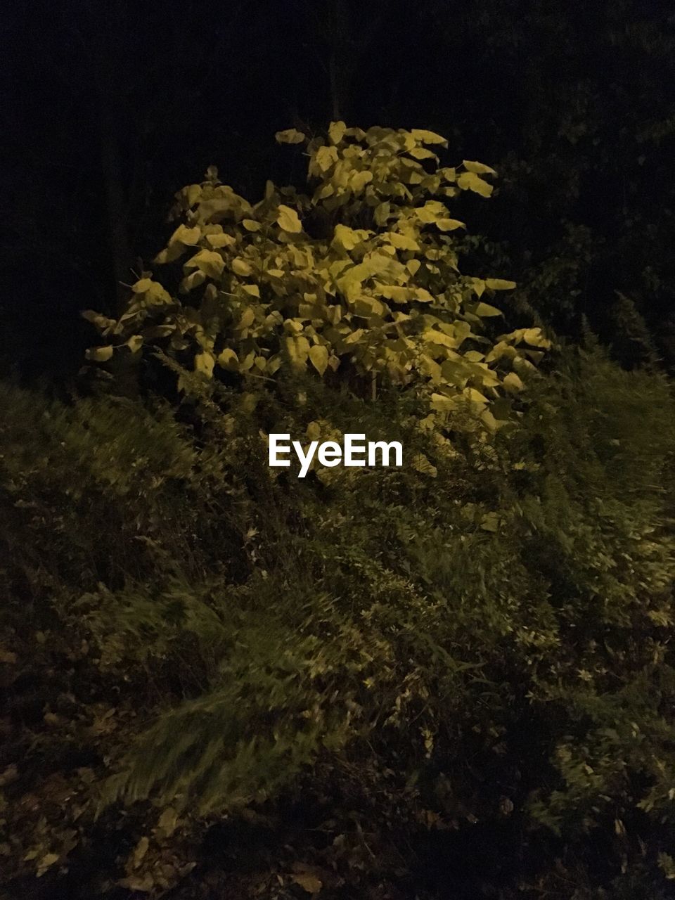 CLOSE-UP OF PLANTS AGAINST TREES