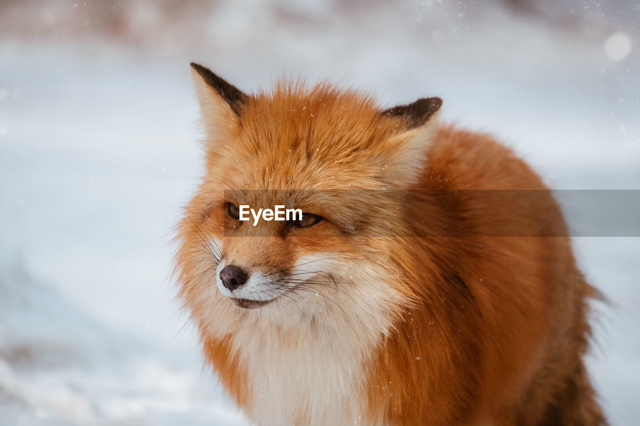Close-up of red fox on snow covered land