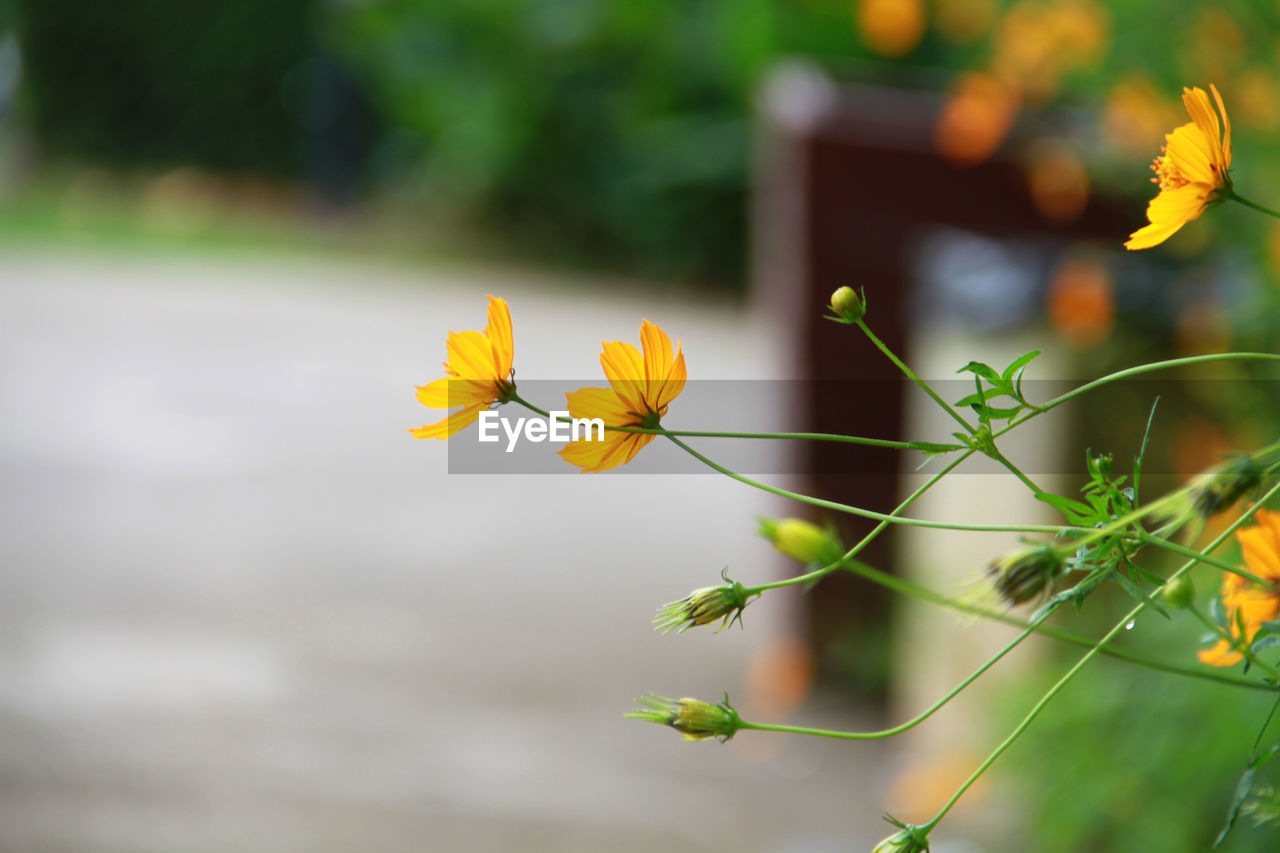 Close-up of yellow flowering plant