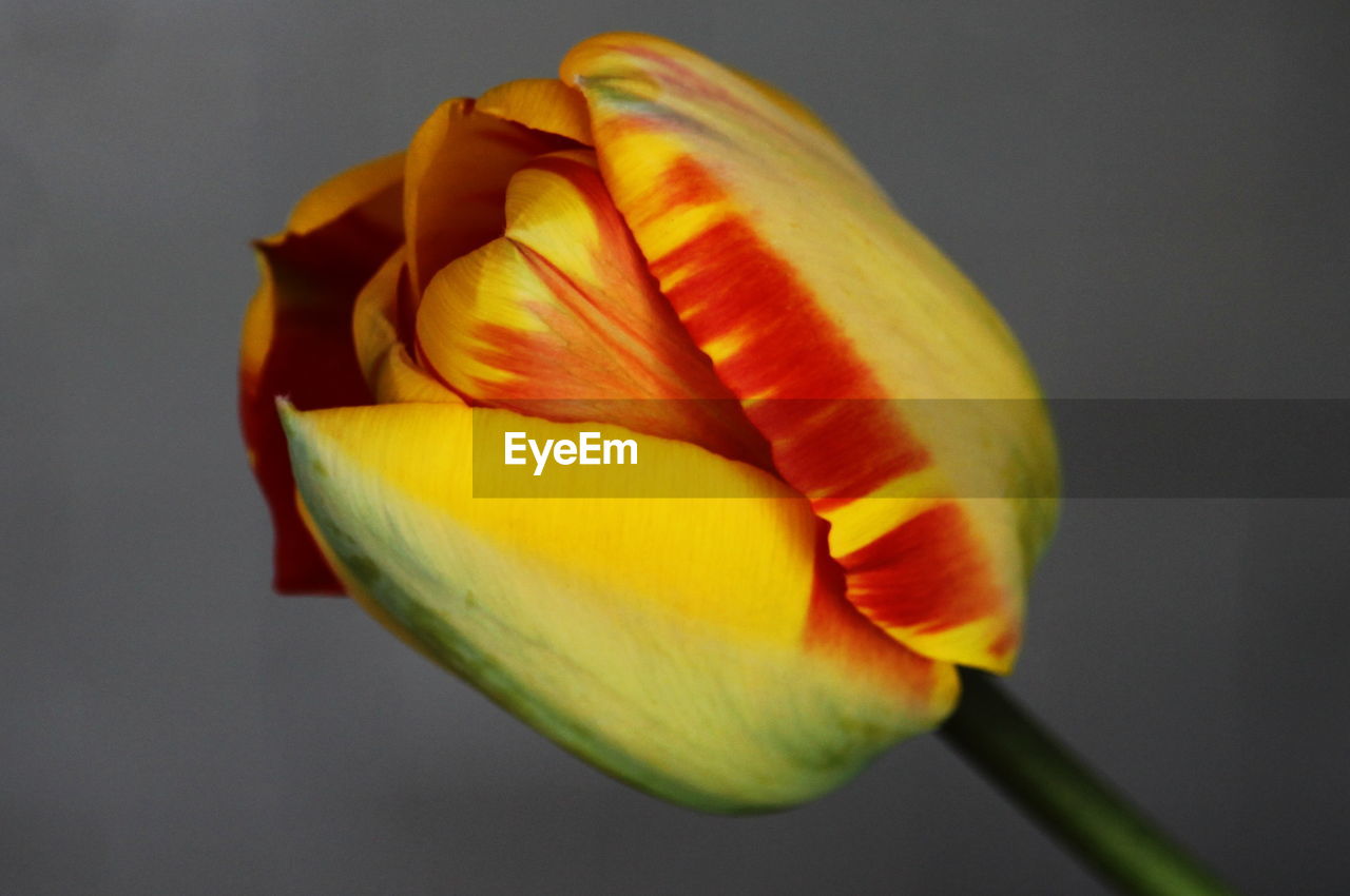 Close-up of yellow tulip