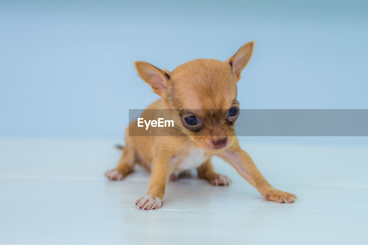 animal themes, animal, pet, one animal, mammal, dog, domestic animals, chihuahua, lap dog, canine, young animal, carnivore, studio shot, blue, cute, portrait, indoors, no people, puppy, looking at camera, full length, looking, colored background, copy space, front view