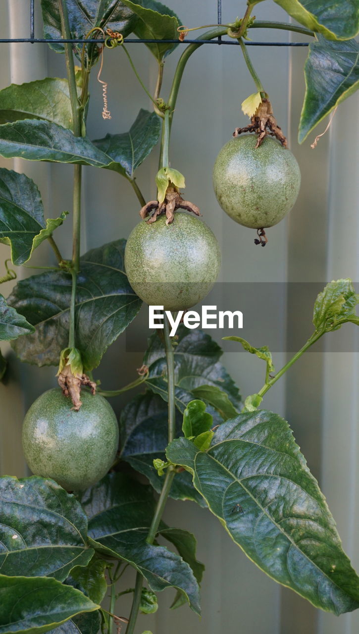 CLOSE-UP OF FRUITS ON TREE