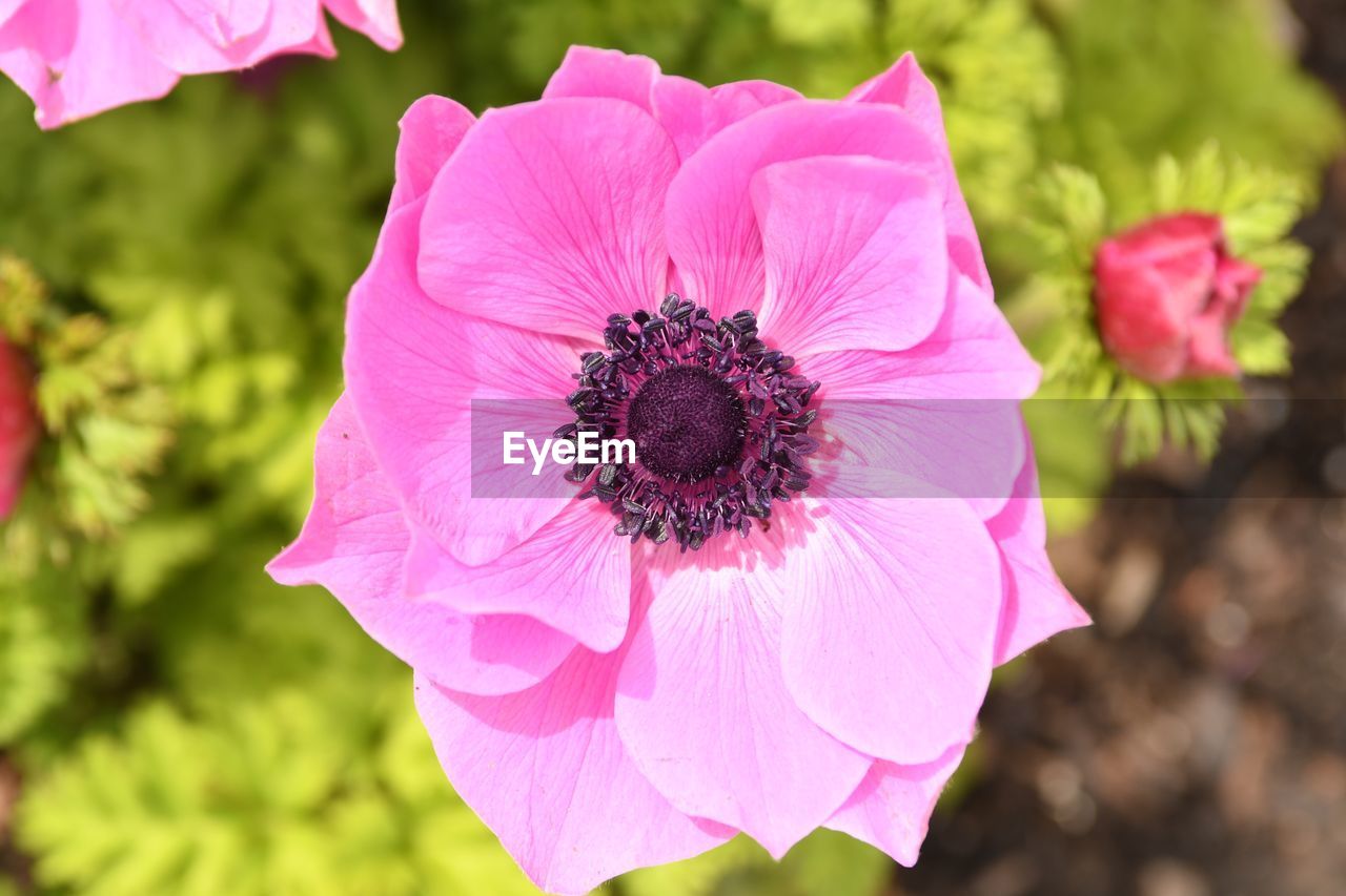 CLOSE-UP OF PINK ROSE