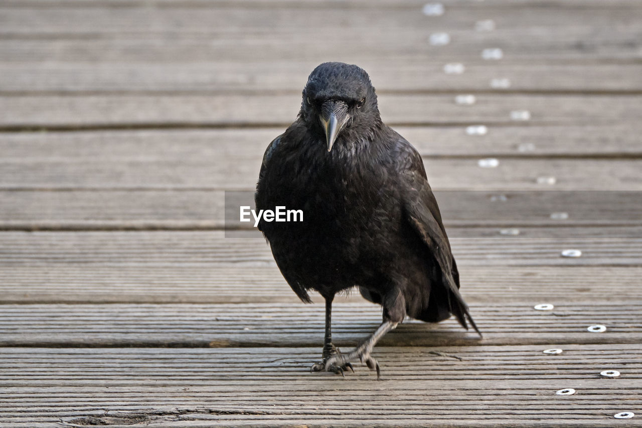 CLOSE-UP OF BIRD PERCHING ON WOODEN WOOD