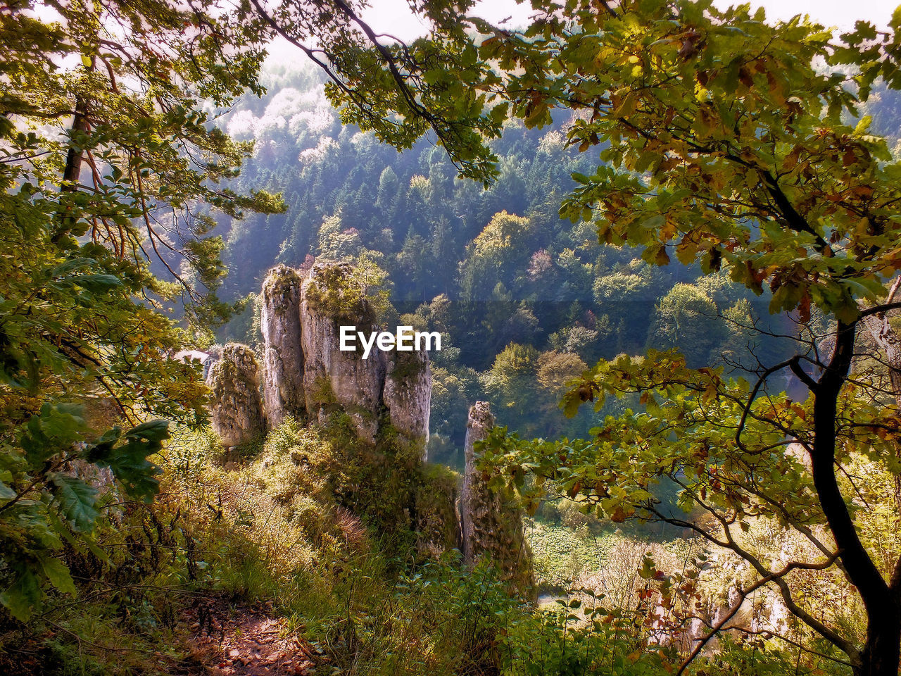 VIEW OF TREES IN FOREST