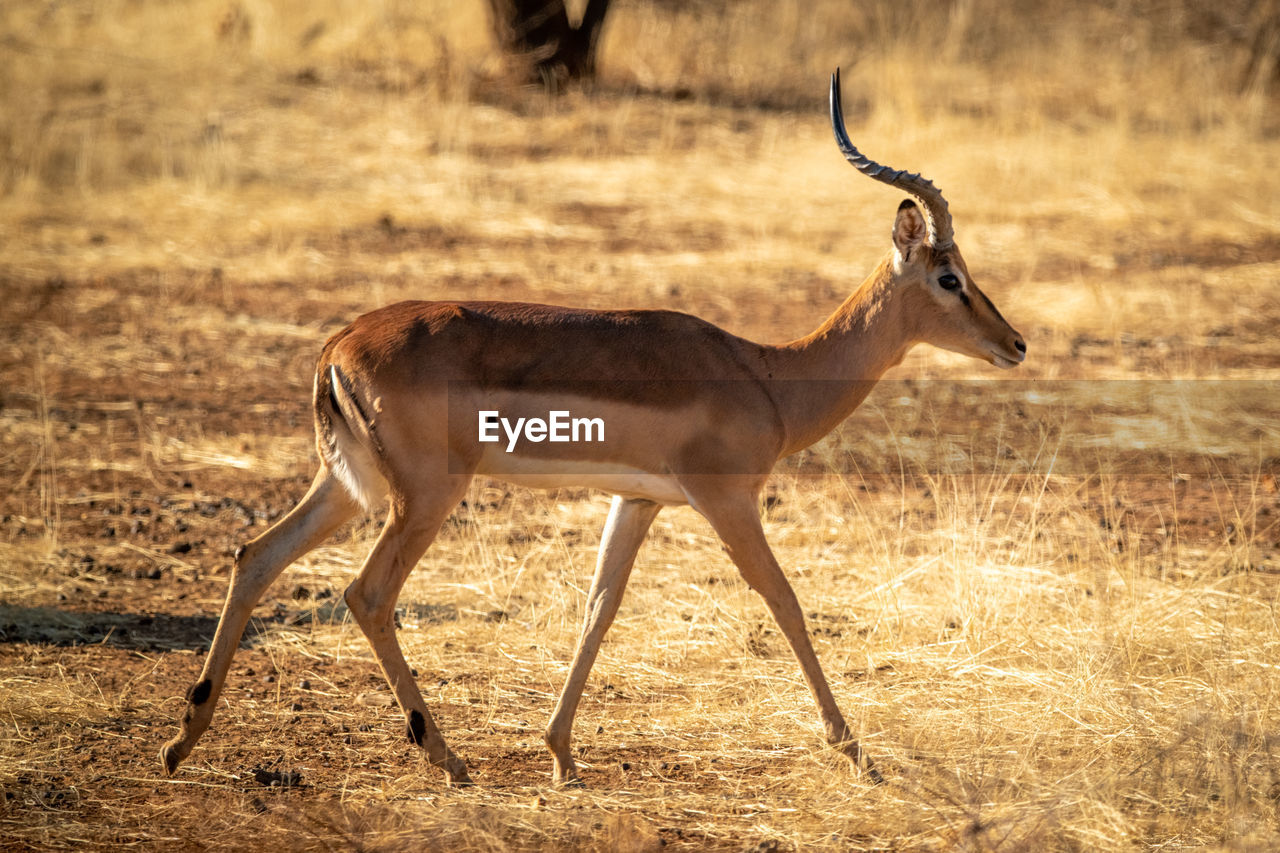 Male common impala crosses grassland near tree