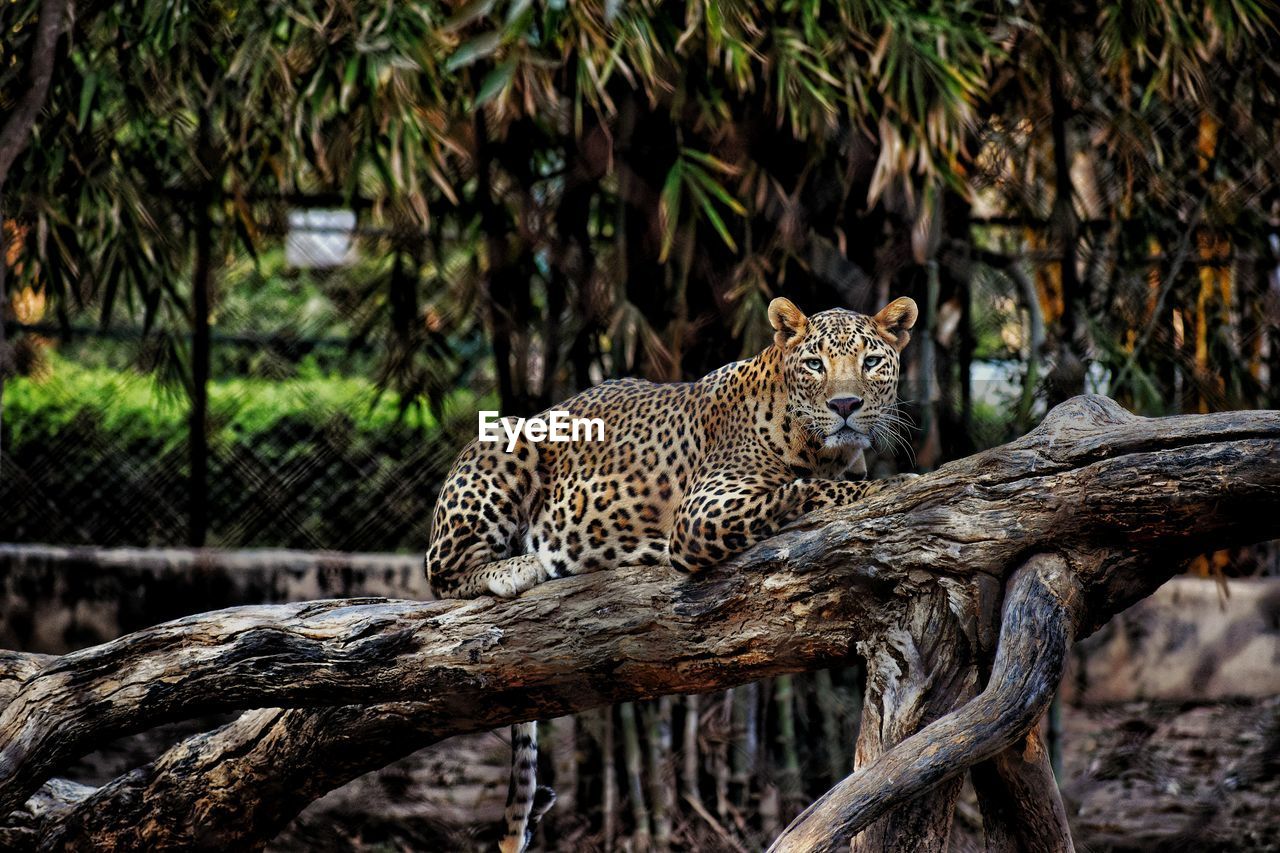 Wild eyes of leopard 