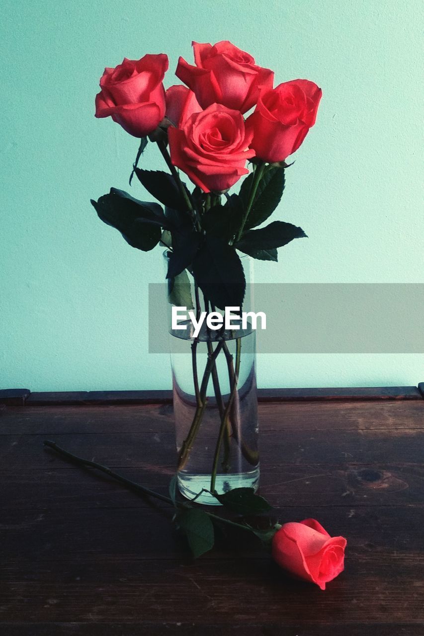 Rose in vase on table against wall