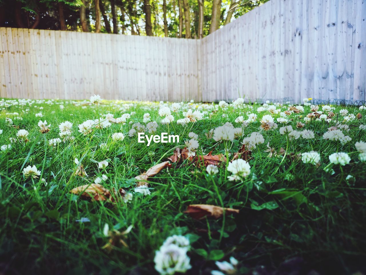 CLOSE-UP OF FLOWERING PLANTS GROWING IN FIELD