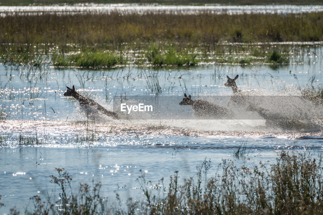 Lechwes running in lake on sunny day