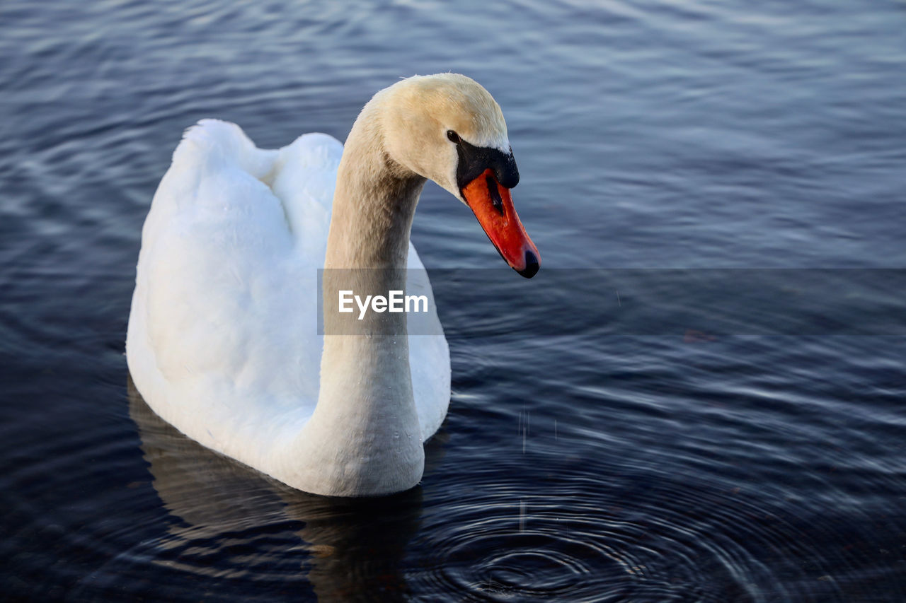 Swan floating on lake