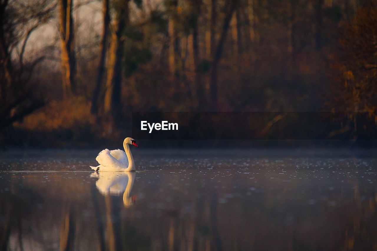 View of bird in lake