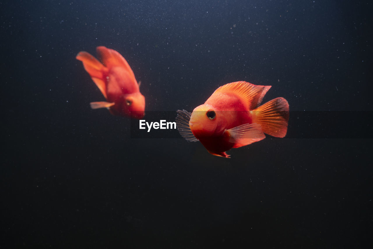 Red blood parrot cichlid fish are swimming on dark background