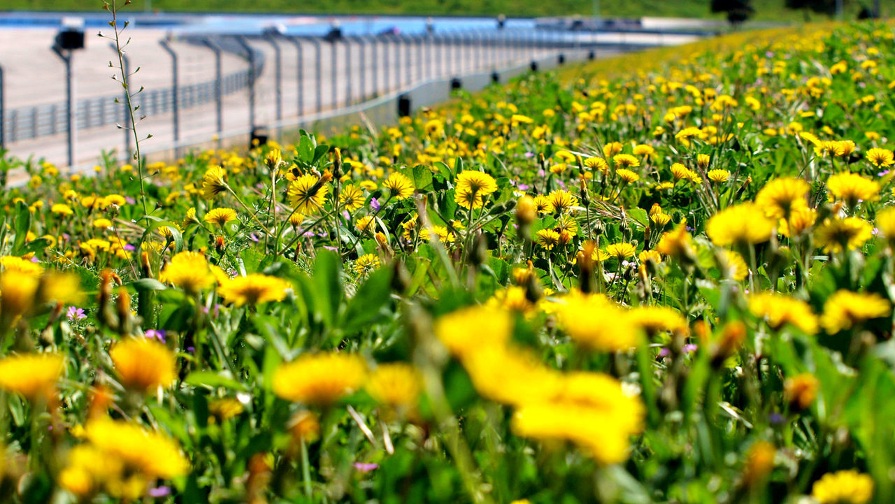 CLOSE-UP OF YELLOW FLOWERS