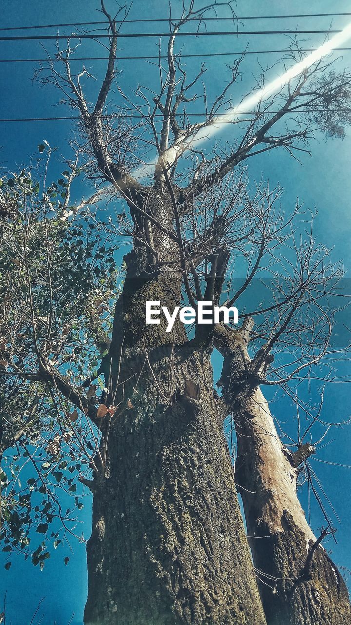 LOW ANGLE VIEW OF BARE TREE