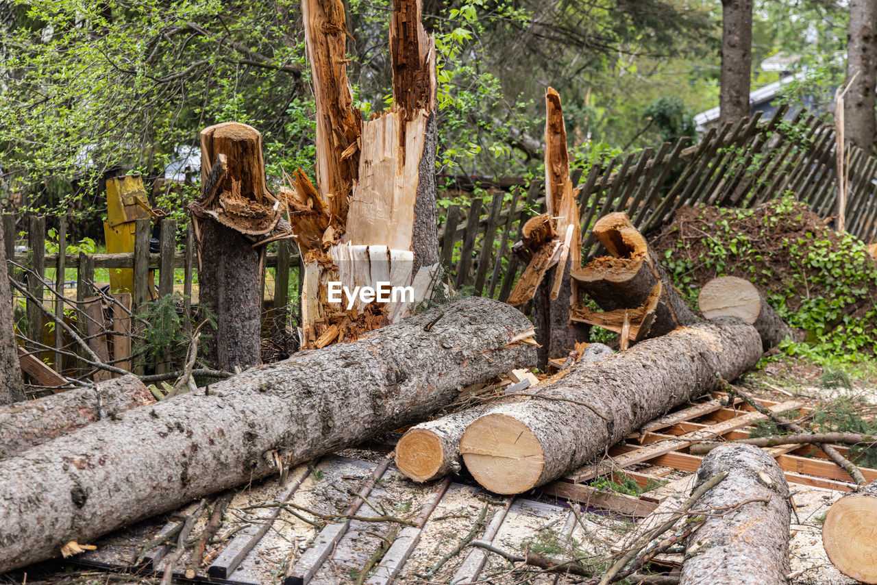 tree, plant, forest, nature, wood, log, tree trunk, deforestation, timber, trunk, land, day, environmental issues, no people, firewood, logging, lumber industry, outdoors, growth, woodland, natural environment, tranquility, environmental damage, branch