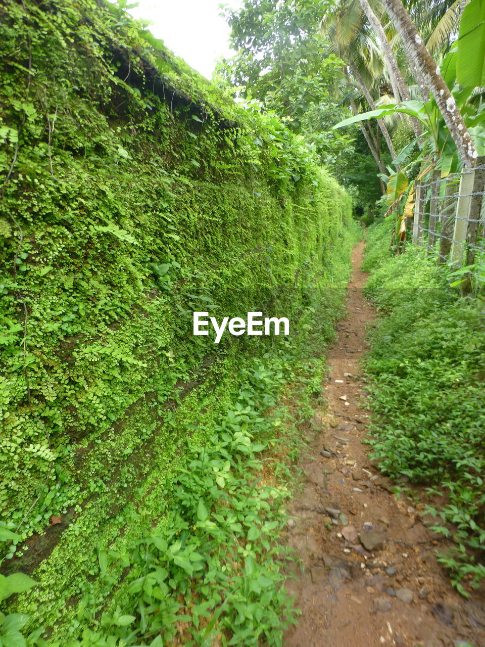 PLANTS GROWING ON FOOTPATH