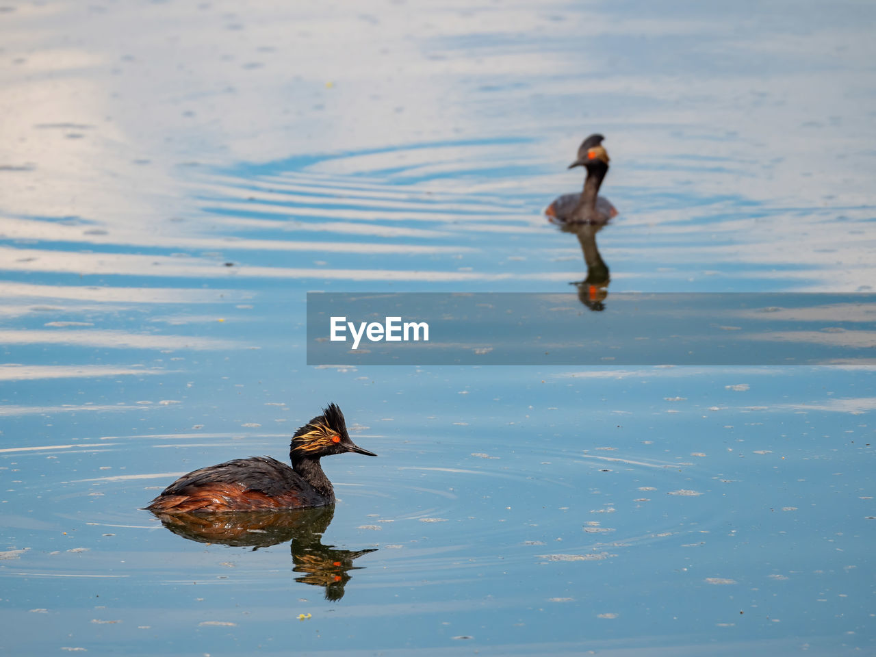 HIGH ANGLE VIEW OF MALLARD DUCKS SWIMMING IN LAKE
