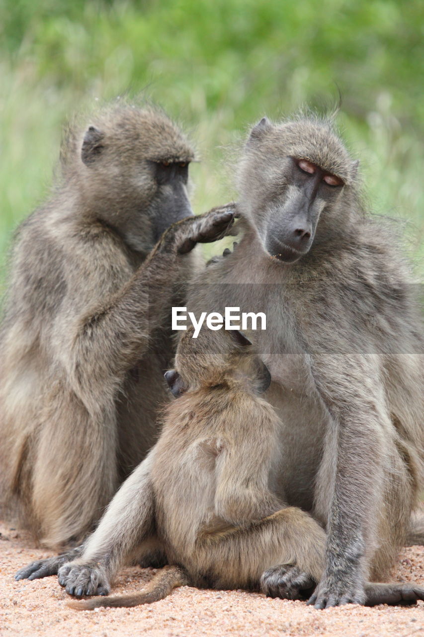 Monkeys sitting in forest