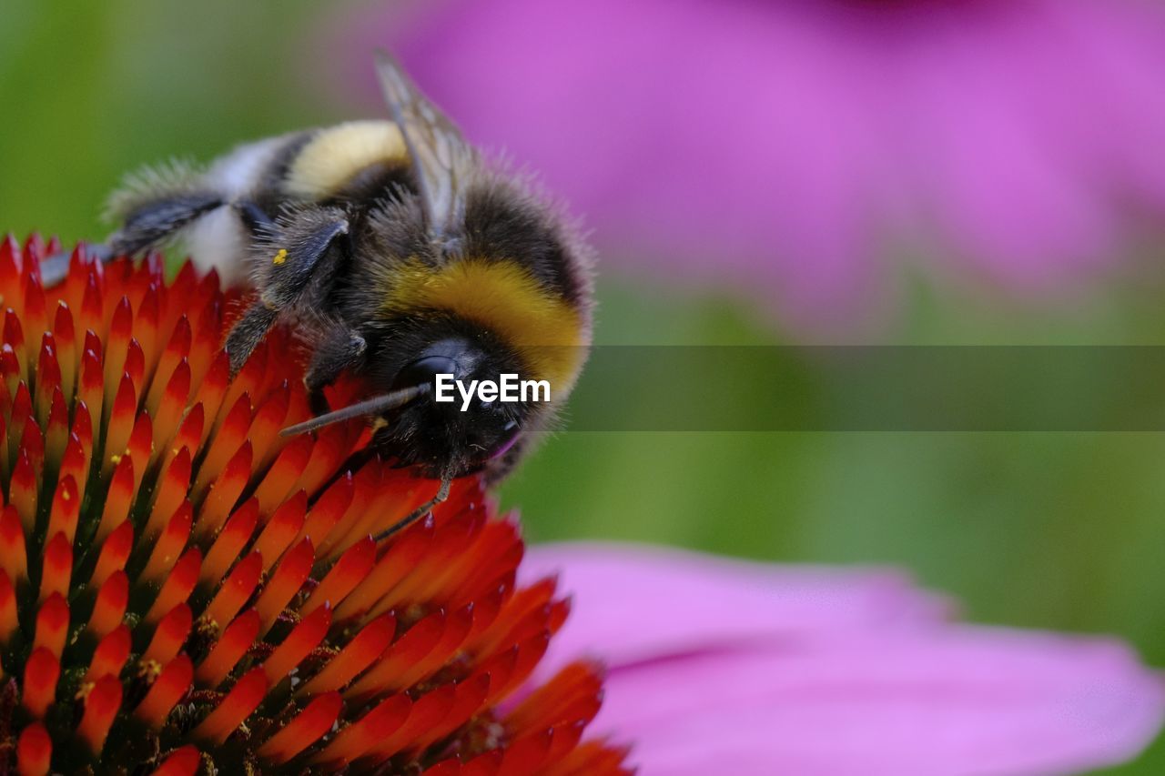Close-up of bee pollinating on flower