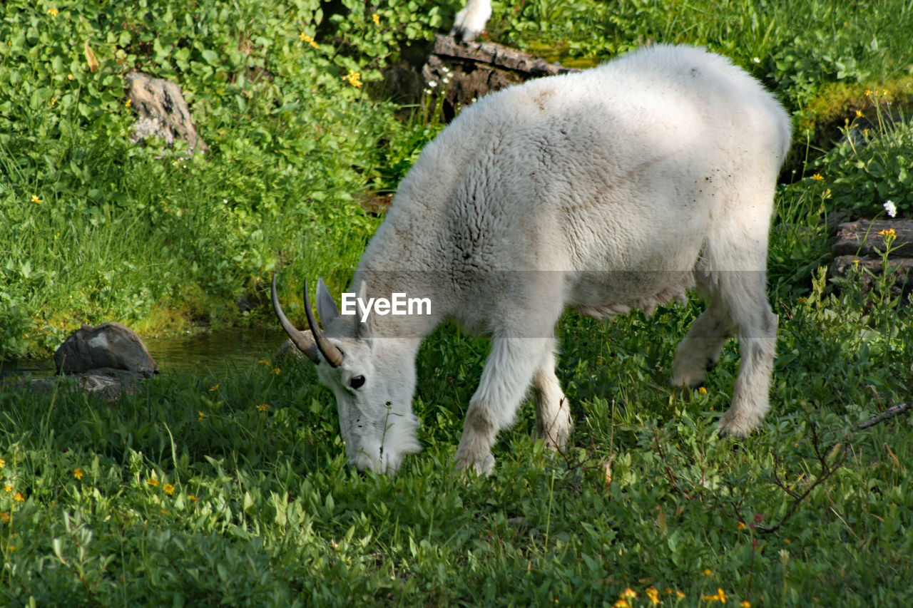 SHEEP GRAZING ON FIELD