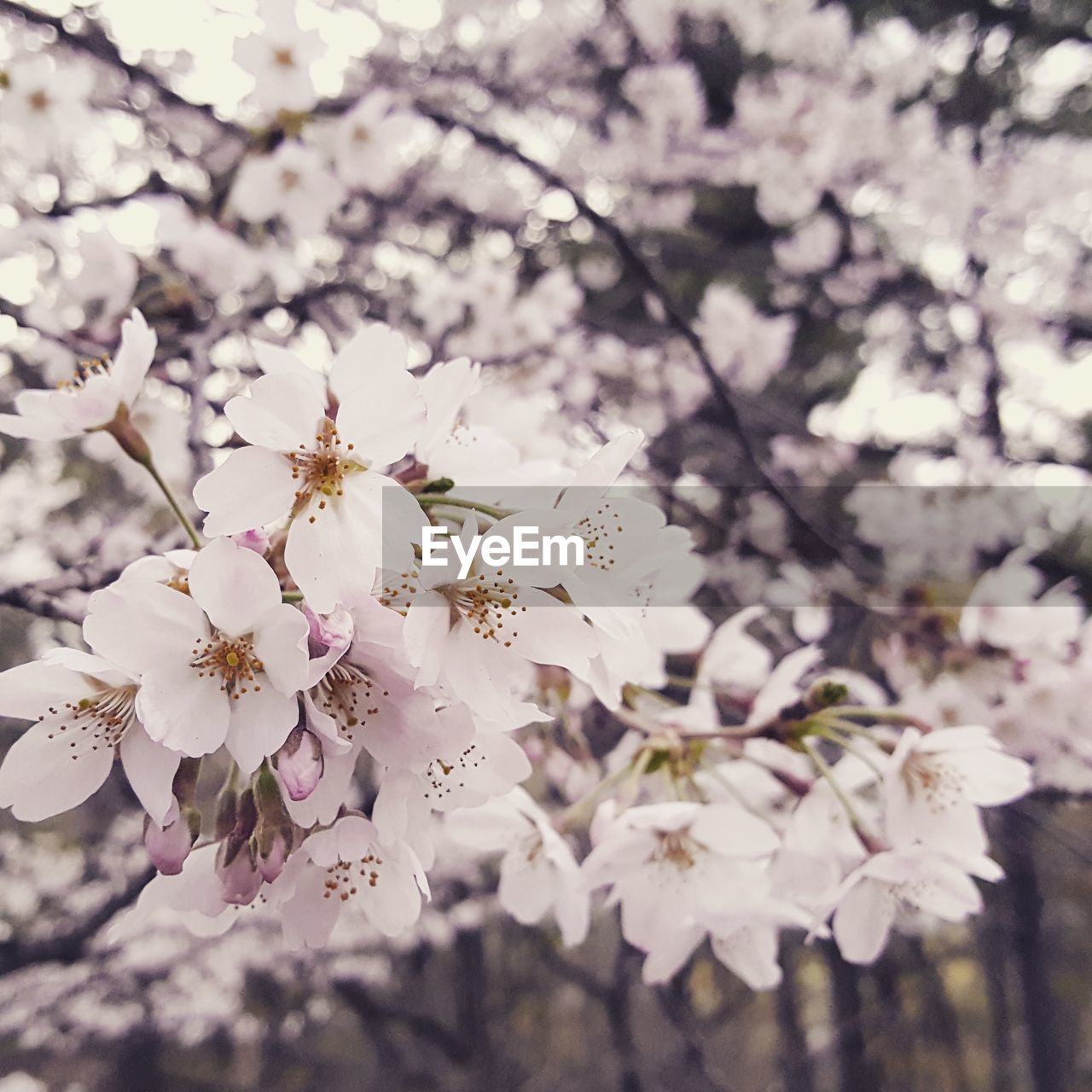 Close-up of cherry blossom tree