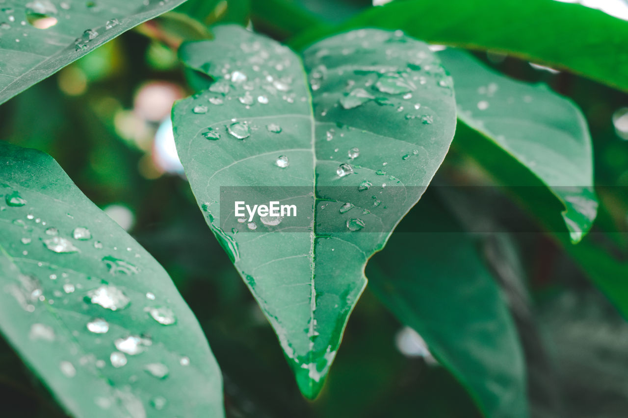 CLOSE-UP OF WET PLANT LEAVES