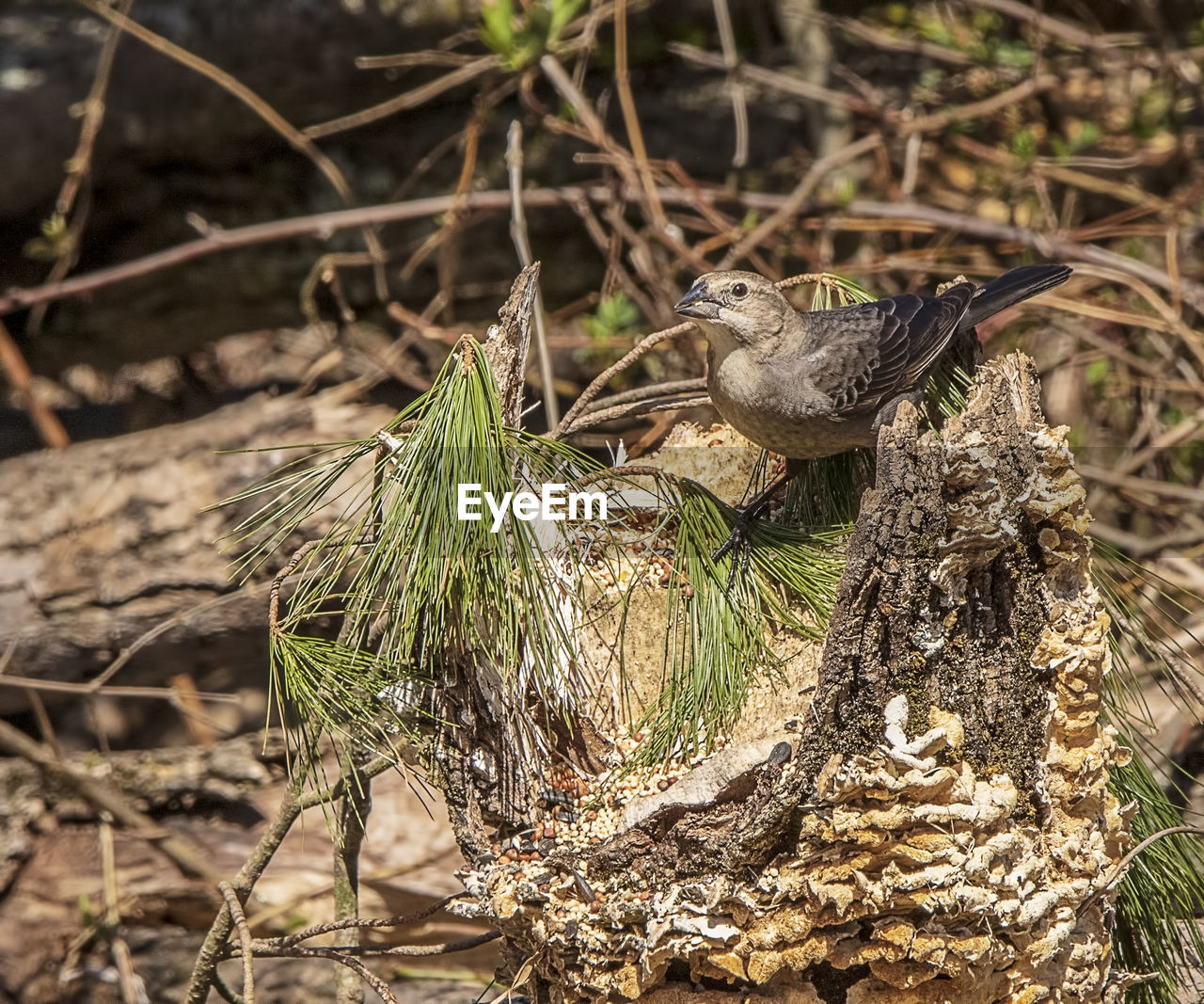 CLOSE-UP OF BIRDS PERCHING ON TREE