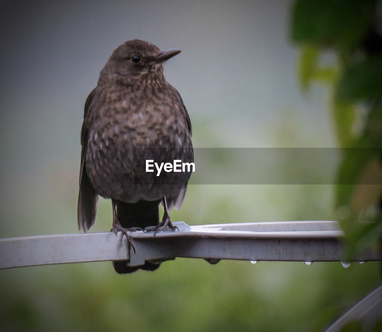 CLOSE-UP OF BIRD PERCHING ON STEM