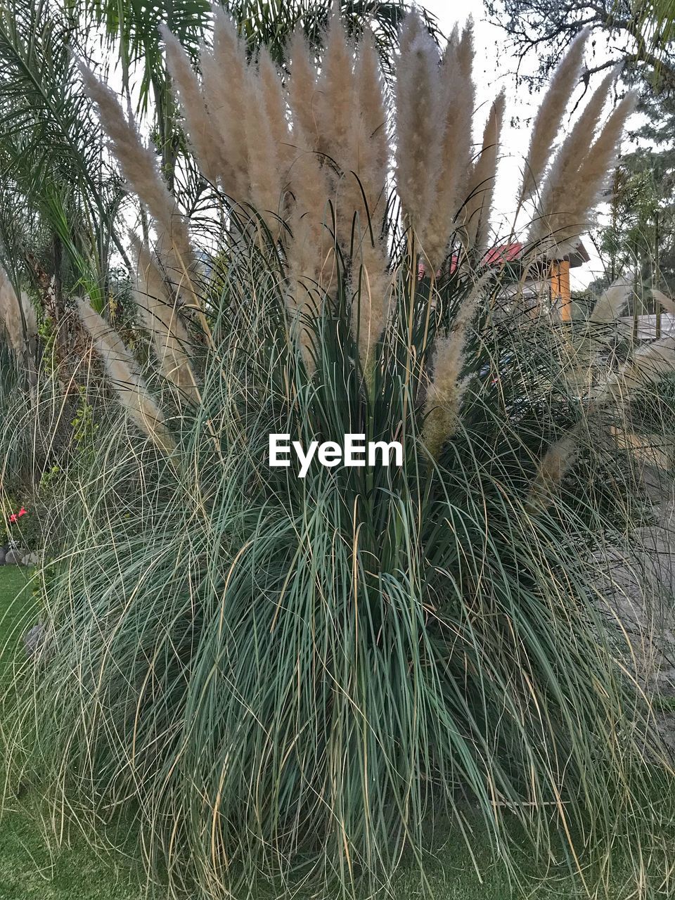 PLANTS GROWING IN WATER