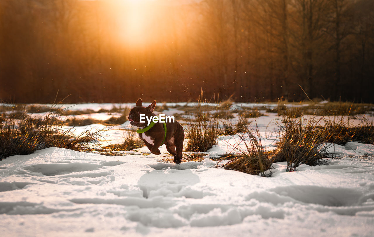 French bulldog dog running on snow covered land during sunset