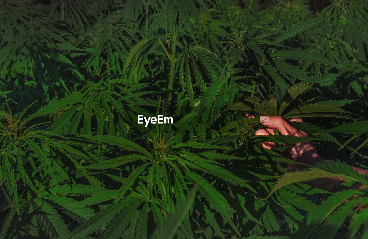 Cropped hand amidst cannabis plant