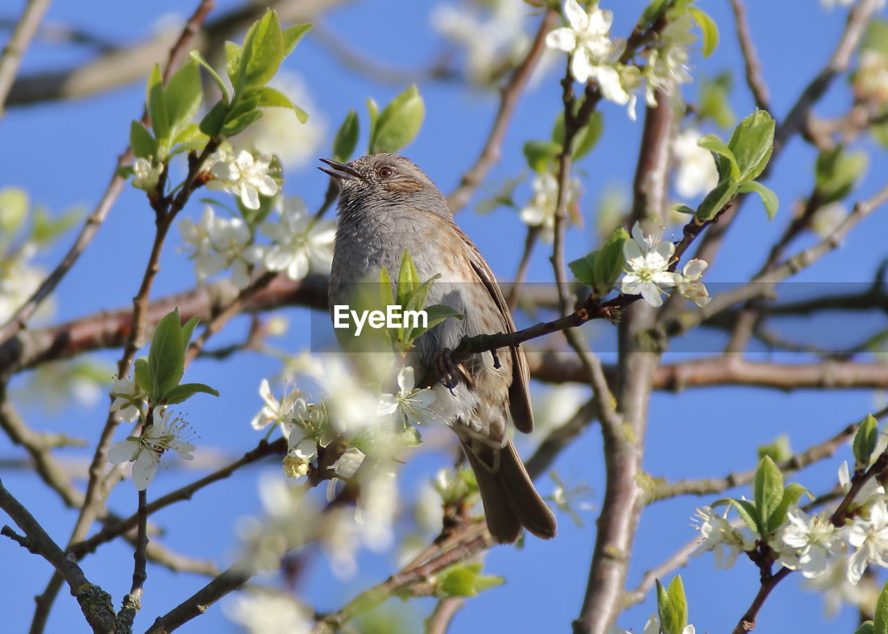 LOW ANGLE VIEW OF BIRD PERCHING ON BRANCH