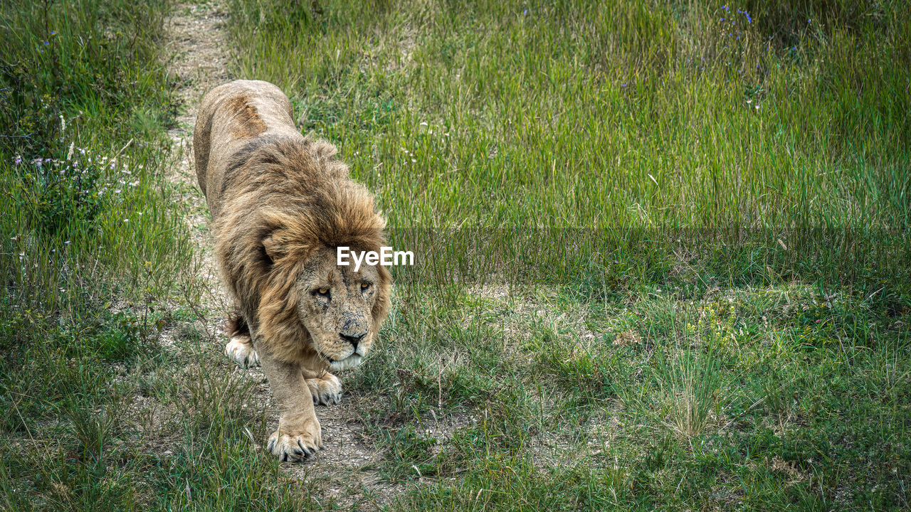 animal, animal themes, mammal, one animal, feline, grass, plant, cat, wildlife, animal wildlife, pet, lion - feline, carnivora, land, nature, no people, big cat, green, felidae, field, domestic animals, day, growth, outdoors, carnivore, safari, walking