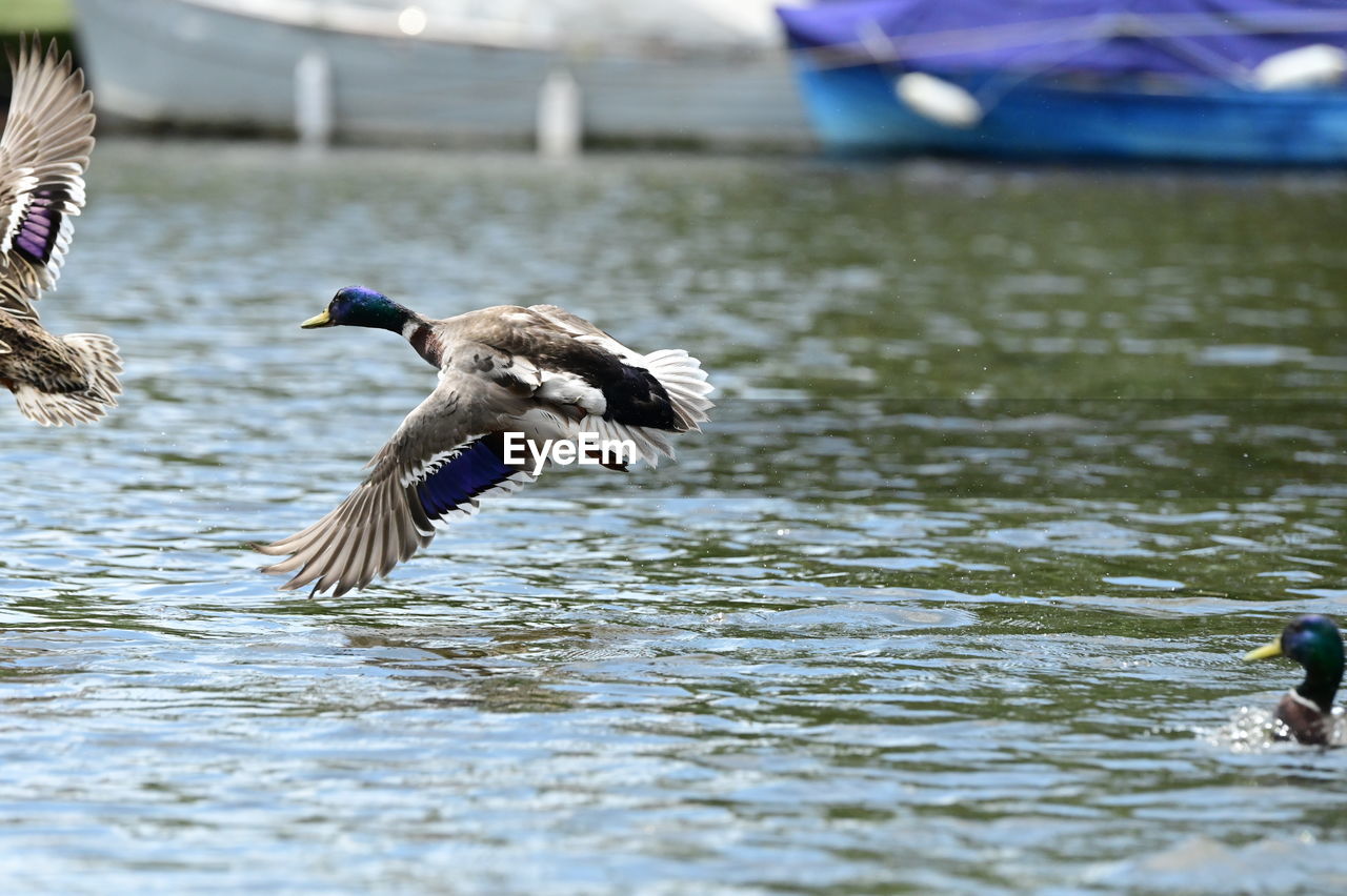 bird, animal themes, animal, animal wildlife, wildlife, water, flying, duck, spread wings, water bird, ducks, geese and swans, group of animals, nature, mallard, lake, day, two animals, animal wing, motion, animal body part, poultry, no people, outdoors, waterfront, mid-air