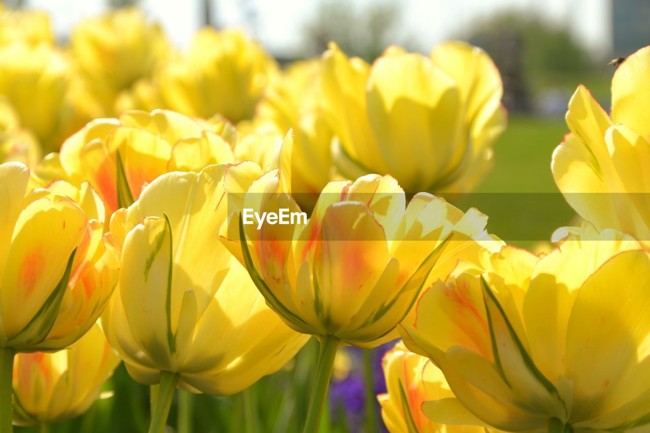 Close-up of yellow tulips