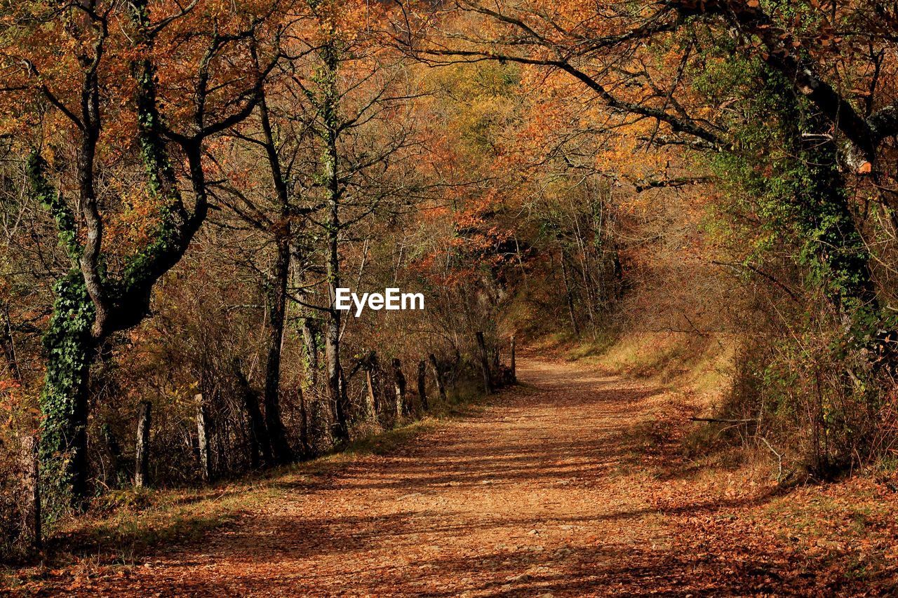Road amidst trees in forest during autumn