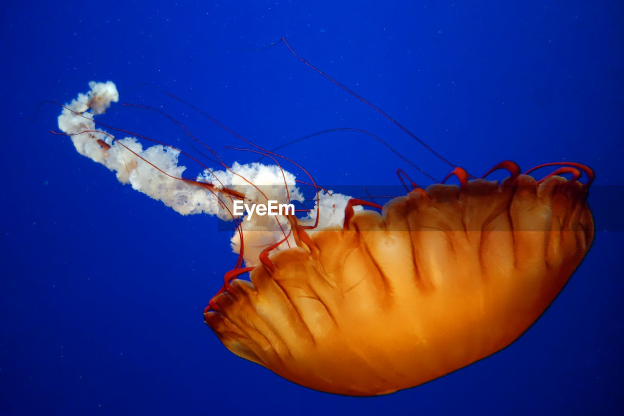 CLOSE-UP OF JELLYFISH AGAINST BLUE SKY OVER WATER