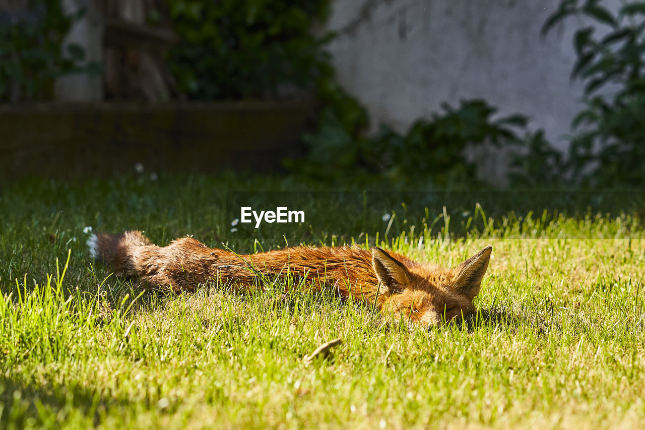 Fox relaxing on field