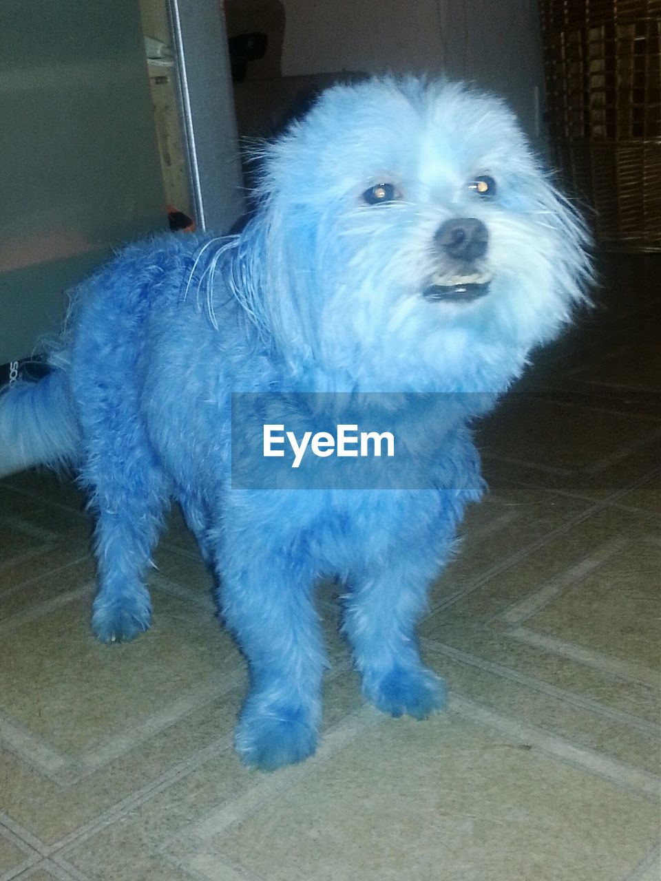 DOG IN THE DARK