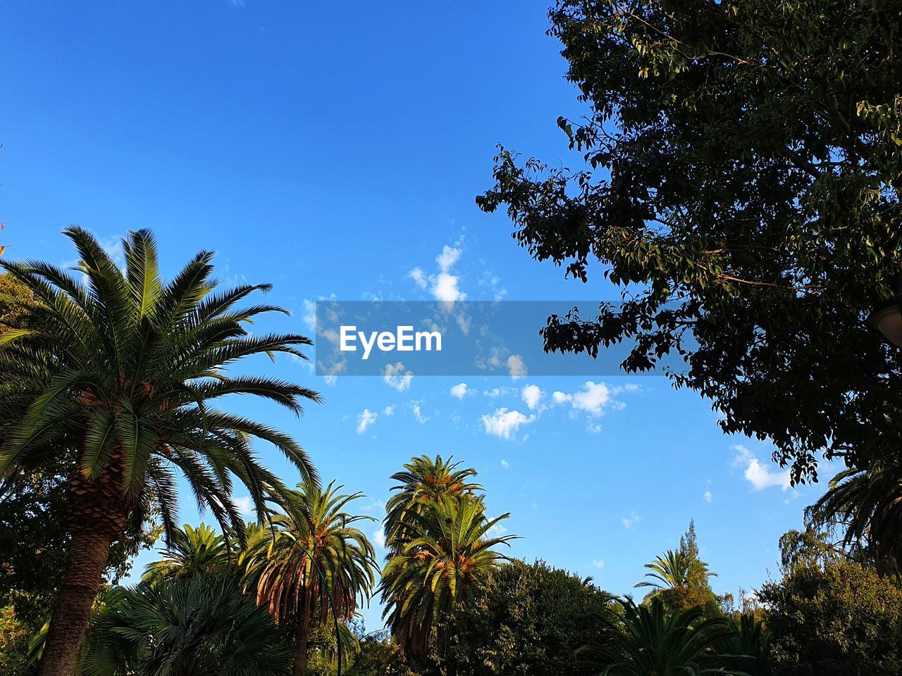 LOW ANGLE VIEW OF PALM TREES AGAINST BLUE SKY