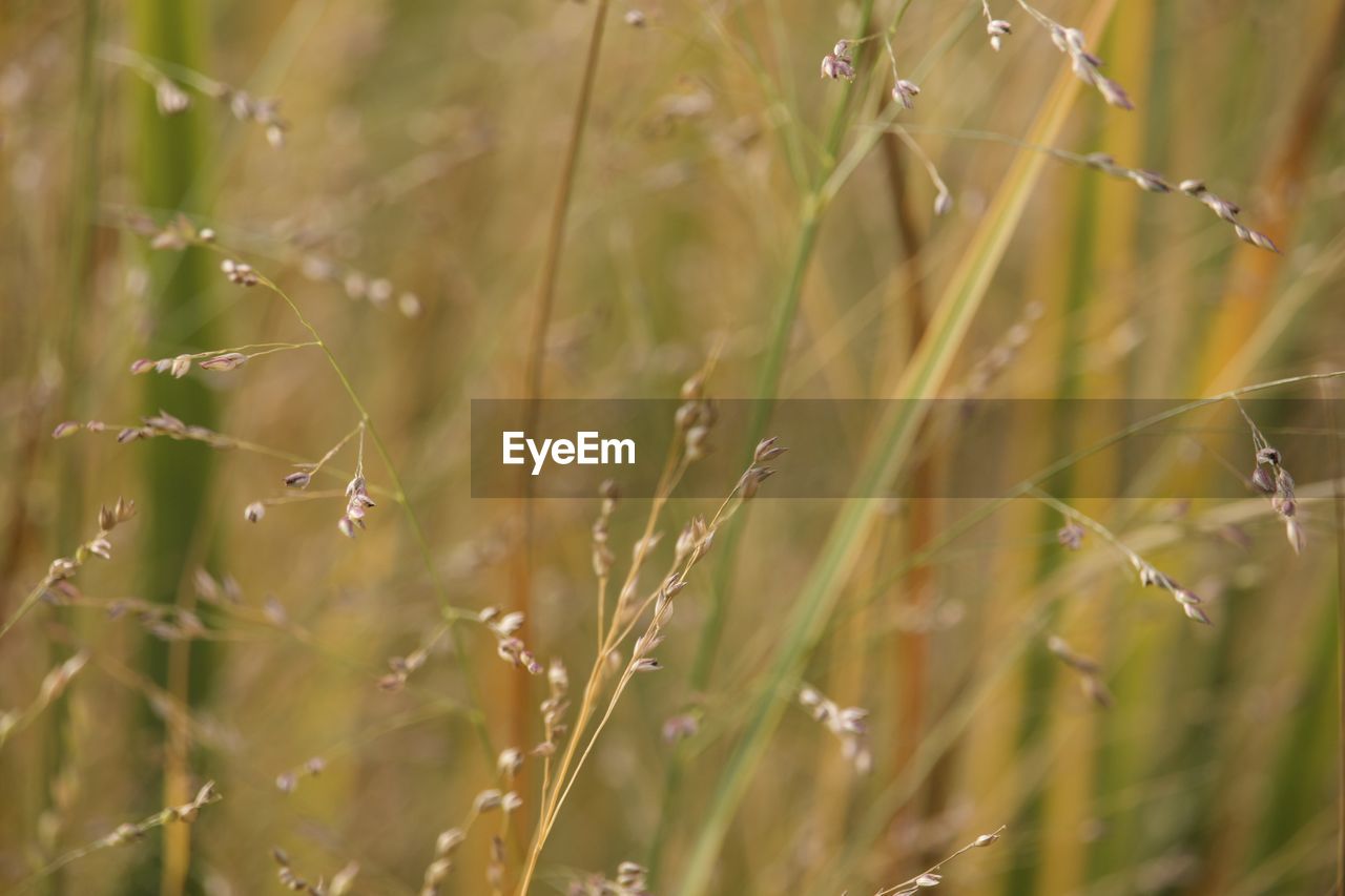 plant, grass, prairie, nature, field, growth, grassland, land, meadow, close-up, beauty in nature, no people, landscape, plant stem, selective focus, rural scene, agriculture, flower, cereal plant, focus on foreground, environment, outdoors, crop, moisture, day, backgrounds, dew, tranquility, sunlight, summer, wet, green, freshness, food and drink, barley, fragility, food