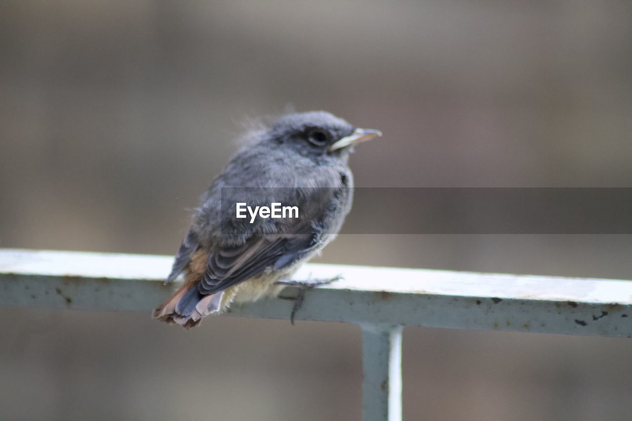 CLOSE-UP OF BIRD PERCHING ON A RAILING