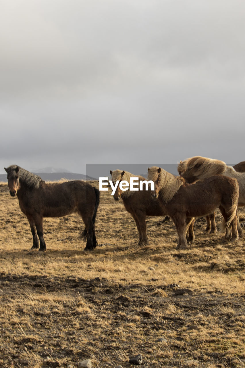 Horses on field against sky