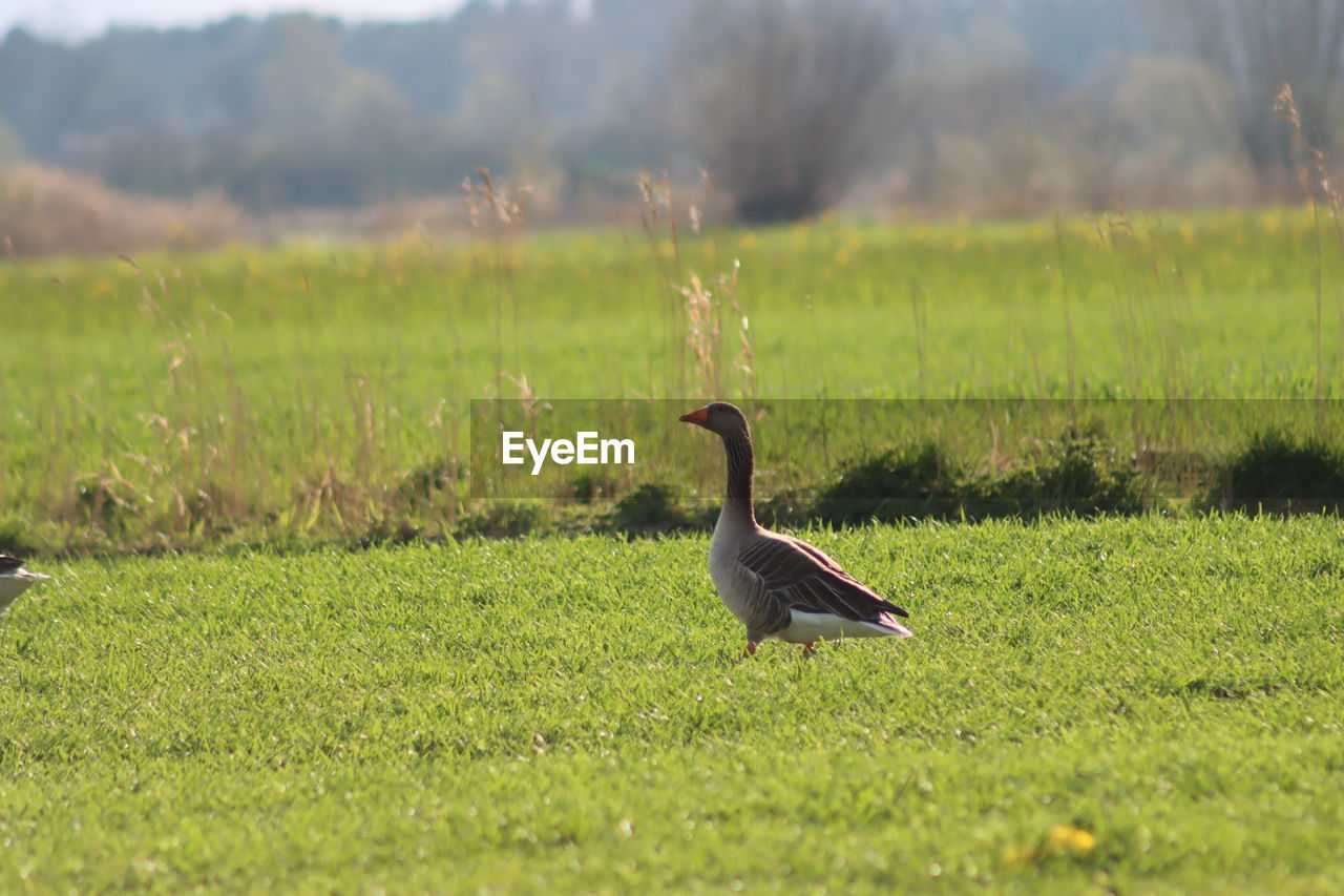animal, prairie, animal themes, wildlife, animal wildlife, bird, grass, grassland, plant, meadow, nature, green, wetland, no people, one animal, pasture, natural environment, field, land, day, environment, outdoors, rural area, plain, water bird, selective focus, beauty in nature, landscape, sunlight, goose, agriculture